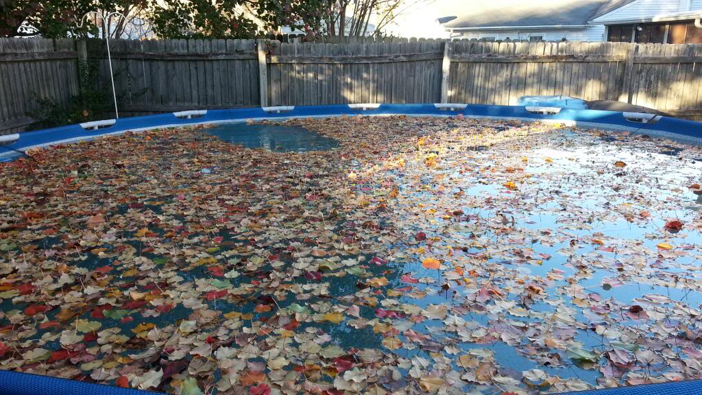 Pool with leaves