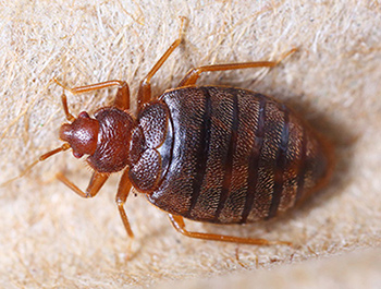 bedbug